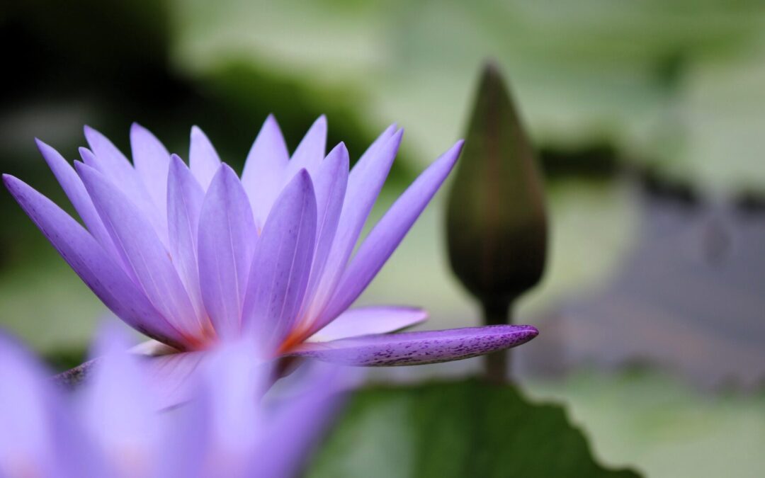 Conexión Interior: Aplica la Espiritualidad y Transforma tu Vida