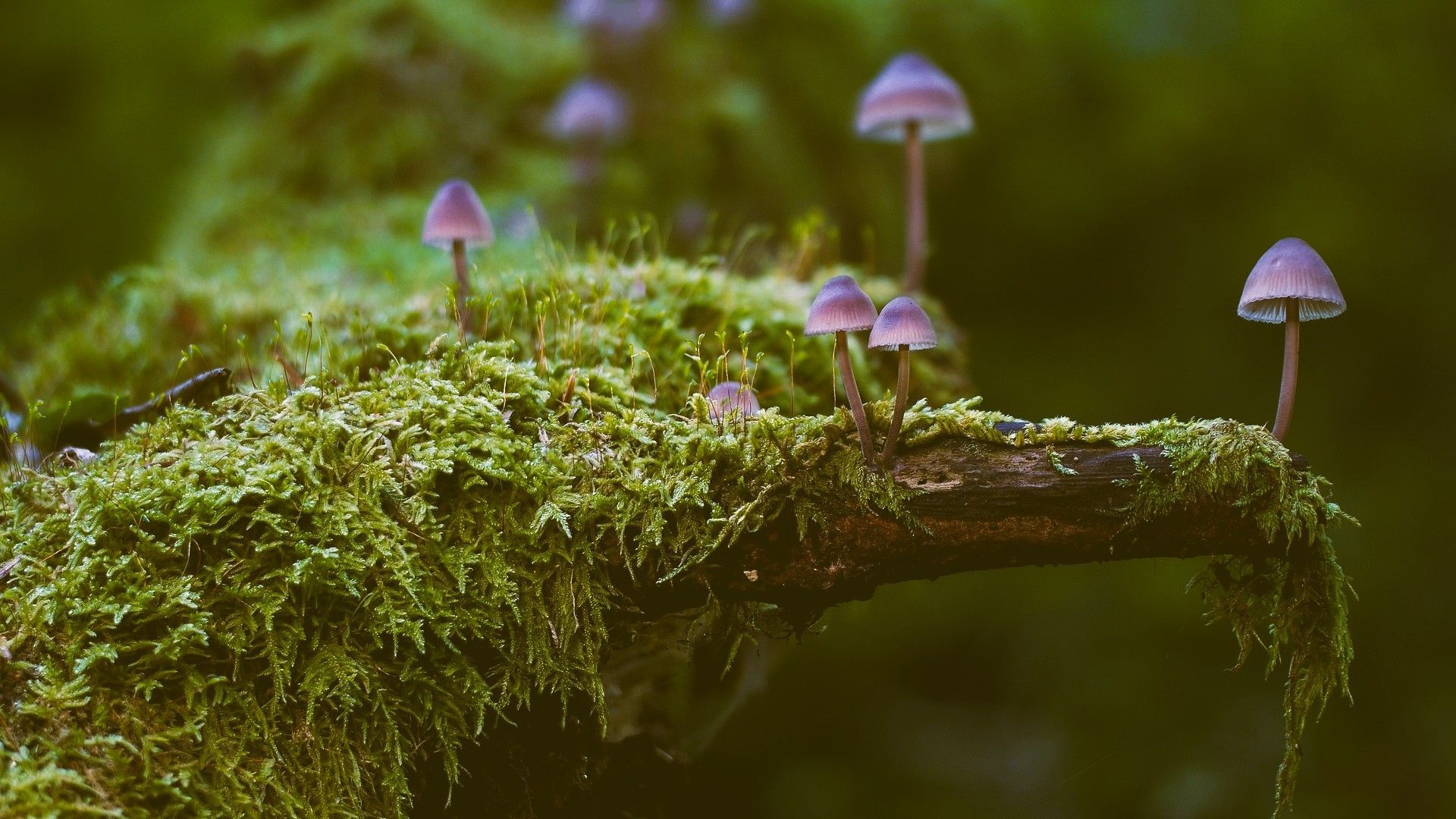 Conexión entre mente, consciencia y el universo cuántico.