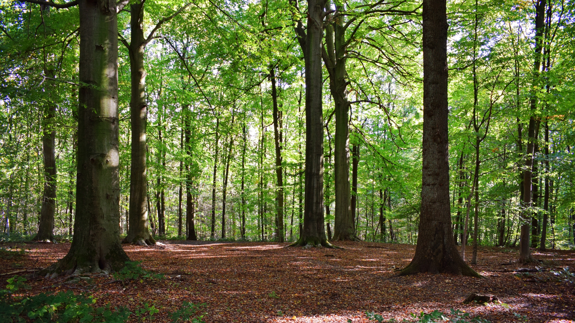 Bosque de árboles altos con luz filtrada entre las hojas, ideal para ilustrar un baño de bosque y una sensación de calma.