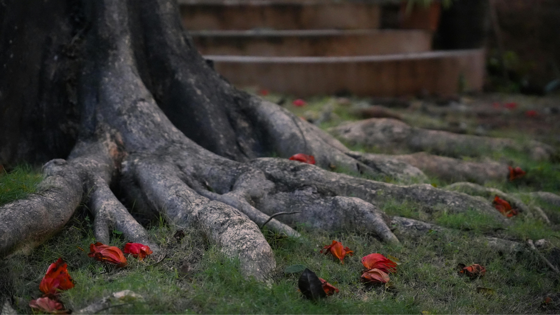 Raíces de un árbol sobre la tierra, símbolo de enraizamiento y estabilidad del chakra raíz.