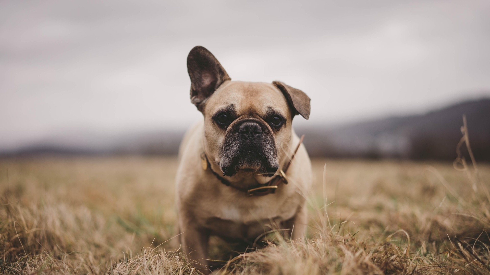 Perro en un campo con mirada serena, metáfora de calma y presencia tras ejercicios somáticos